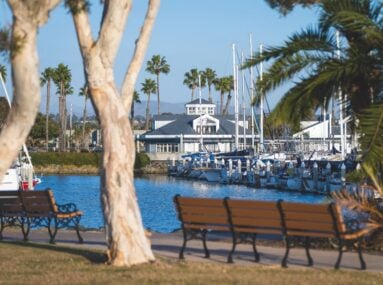 a tree and a bench on the shore of a marina