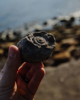 fossil