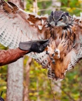 owl landing on hand