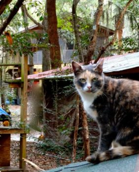 cat outside