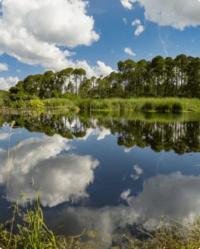 de grands arbres et une eau calme par une journée ensoleillée