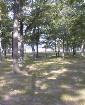 trees in a park