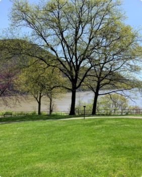 park with green grass and trees