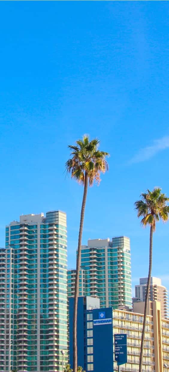 Edificios y palmeras de San Diego