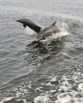 dolphins