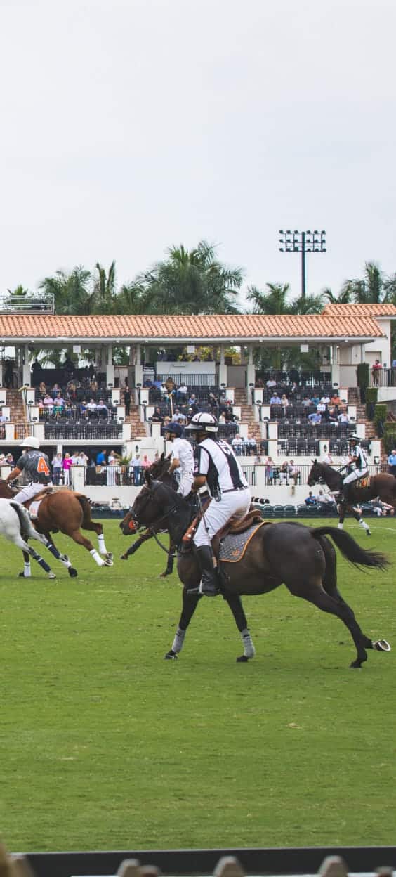 chevaux de polo